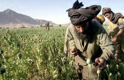 [Farming poppies in Afghanistan]